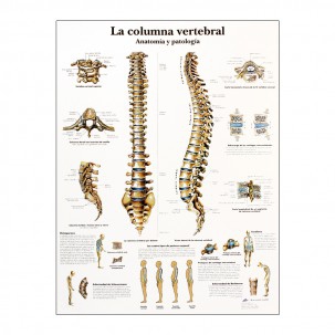 Anatomy Print: Vertebral Column
